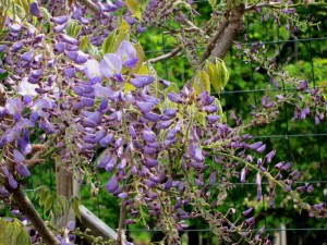 Glicynia chińska (Wisteria chinensis) Blue Sapphire zdjęcie 5