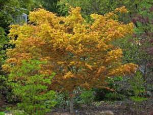 'Klon palmowy (Acer) Katsura c3 zdjęcie 8' Klon palmowy (Acer) Katsura c3 zdjęcie 8