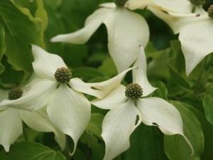 Dereń kousa (Cornus kousa) Nicole c5  zdjęcie 3