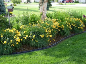 Liliowiec (Hemerocallis) Stella D'oro c3 zdjęcie 3