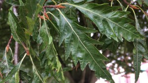 Buk pospolity (Fagus sylvatica) Asplenifolia c4 zdjęcie 3