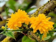 Złotlin japoński (Kerria japponica) Pleniflora zdjęcie 3