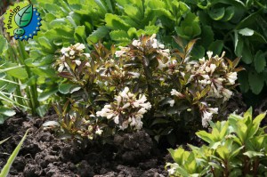 Krzewuszka (Weigela) Black And White sadzonka zdjęcie 3