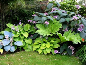 Hortensja kosmata - omszona (Hydrangea aspera) Macrophylla c3 zdjęcie 2