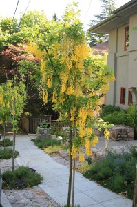 Złotokap Waterera (Laburnum watereri) Vossii c5 zdjęcie 3