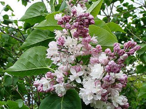 Bez - lilak pospolity (Syringa) Krasawica Moskwy zdjęcie 2