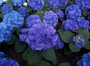 Hortensja ogrodowa niebieska (Hydrangea macrophylla) Nikko Blue zdjęcie 3