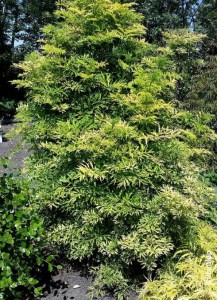 Bez czarny (Sambucus nigra) Golden Tower c3 zdjęcie 3
