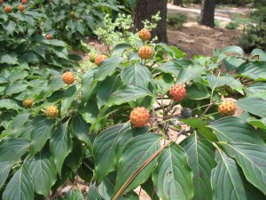 Dereń kousa (Cornus kousa) Big Apple c5 zdjęcie 5