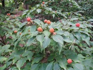Dereń kousa (Cornus kousa) Big Apple c5 zdjęcie 6
