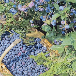 Borówka amerykańska Sierra c2 zdjęcie 2