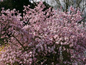 Magnolia gwiaździsta (Magnolia stellata) Rosea c5 zdjęcie 3