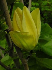 Magnolia brooklińska (Magnolia brooklynensis) Yellow Bird zdjęcie 3