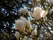 Magnolia pośrednia (Magnolia soulangeana) Superba zdjęcie 2