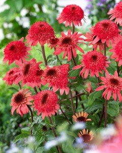 Jeżówka purpurowa (Echinacea) Raspberry Truffle zdjęcie 2
