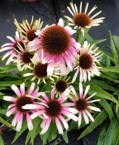 Jeżówka purpurowa (Echinacea) Fountain Pink Eye zdjęcie 3