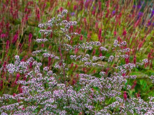 Aster bocznolistny (Aster lateriflorus) Lady in Black zdjęcie 3