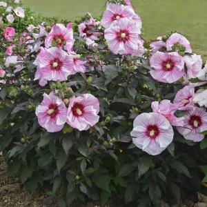 Hibiskus bylinowy (Hibiscus moscheutos) Cherry Choco Latte zdjęcie 2