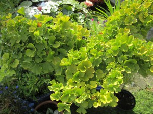 Miłorząb japoński (Ginkgo biloba) Mariken na pniu c7 zdjęcie 3