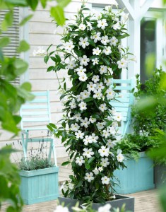 Sandewilla (Sundaville, dipladenia) Classic Pearl zdjęcie 3