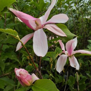 Magnolia Daybreak c5 zdjęcie 1