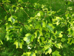 Tulipanowiec amerykański (Lirodendron tulipifera) Aureomarginatum c4 zdjęcie 3