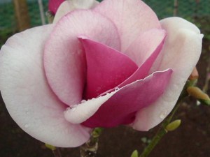 Magnolia Cameo c3 zdjęcie 3