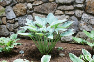 Funkia (Hosta) Tom Schmid sadzonka zdjęcie 2