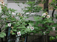 Magnolia Siebolda pachnąca c5 zdjęcie 2