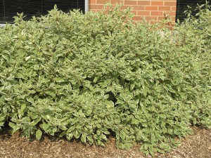 Dereń biały (Cornus alba) Argenteomarginata c2 zdjęcie 3