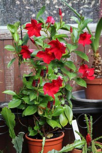 Sandewilla (Sundaville, dipladenia) Classic Red zdjęcie 5