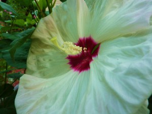 Hibiskus bylinowy (Hibiscus moscheutos) Old Yella zdjęcie 4