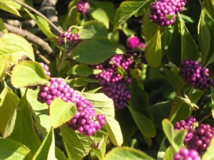 Pięknotka Bodiniera (Callicarpa) Profussion c1 zdjęcie 2