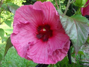 Hibiskus bylinowy (Hibiscus moscheutos) Plum Crazy zdjęcie 2