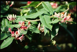 Wiciokrzew Henry'ego (Lonicera henryi) zdjęcie 2
