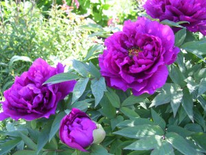 Piwonia drzewiasta (Paeonia suffruticosa) odm. chińska purpurowa zdjęcie 3