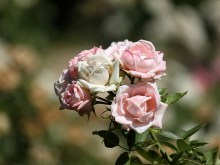 Róża rabatowa Carcassonne jasnoróżowa c4 zdjęcie 3