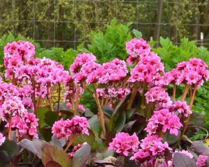Bergenia sercolistna (Bergenia cordifolia) Flirt zdjęcie 2