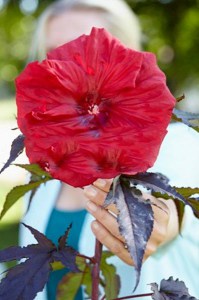 Hibiskus bylinowy (Hibiscus moscheutos) Carousel Giant Red zdjęcie 2