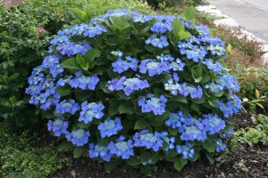 Hortensja ogrodowa (Hydrangea) Blue Sky c3 zdjęcie 2