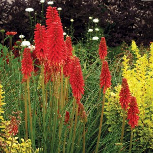 Trytoma (Kniphofia) Redhot Popsicle zdjęcie 3