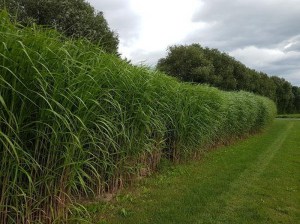 Miskant chiński olbrzymi (Miscanthus sinensis) Giganteus c3 zdjęcie 1