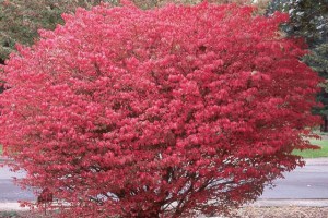 Trzmielina oskrzydlona (Euonymus alatus) Compactus c3 zdjęcie 3