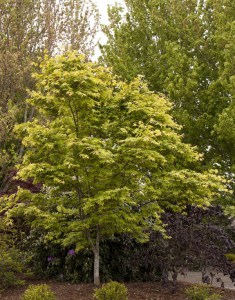 klon palmowy zielony (Acer palmatum) c5 zdjęcie 3
