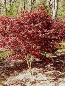 Klon palmowy (Acer palmatum) Trompenburg c3 zdjęcie 3