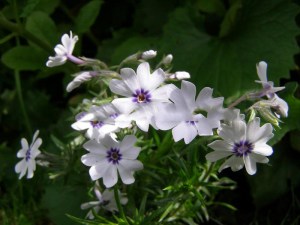 Floks, płomyk szydlasty (Phlox subulata) Bavaria zdjęcie 2