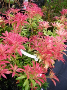 Pieris japoński (Pieris japonica) Forest Flame zdjęcie 3