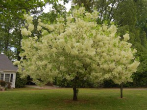Śniegowiec wirginijski (Chionanthus virg.) śnieżne drzewo c3 zdjęcie 3