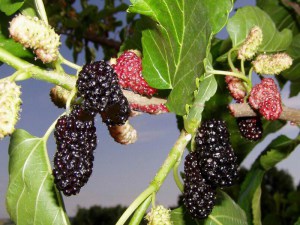 Morwa czarna (Morus nigra) jadalne owoce zdjęcie 2