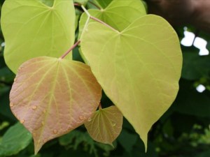Judaszowiec kanadyjski (Cercis canadensis) Hearts of Gold c3 zdjęcie 3
